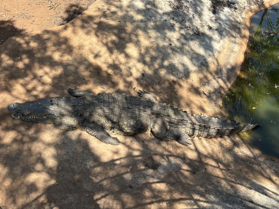 Crocodile at the crocodile sanctuary